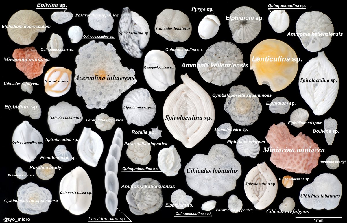 このすこーぷ tweet media