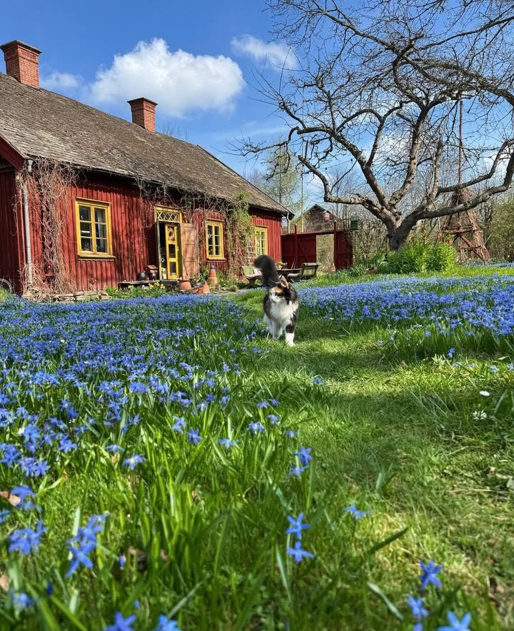 Fae°❀⋆. tweet media