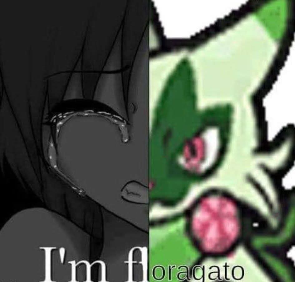 Kimu 🐱🌿 tweet media