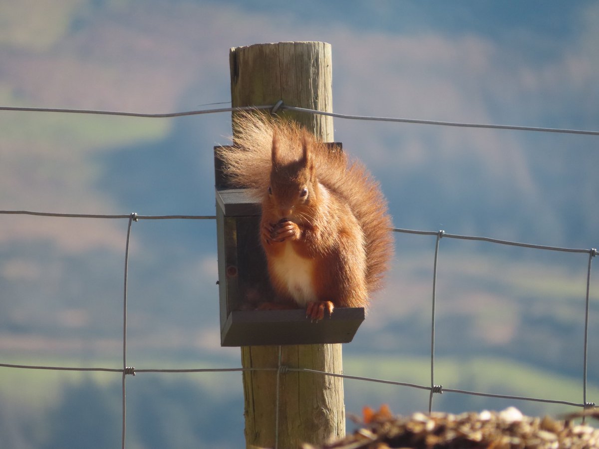 UllswaterFelt's tweet image. An obliging #redsquirrel for me to photograph! #marchmeetthemaker It was a long time before I started needle felting squirrels as they are a big step away from my first love: sheep, ullswaterfeltart.com/red-squirrels #challengesandwins