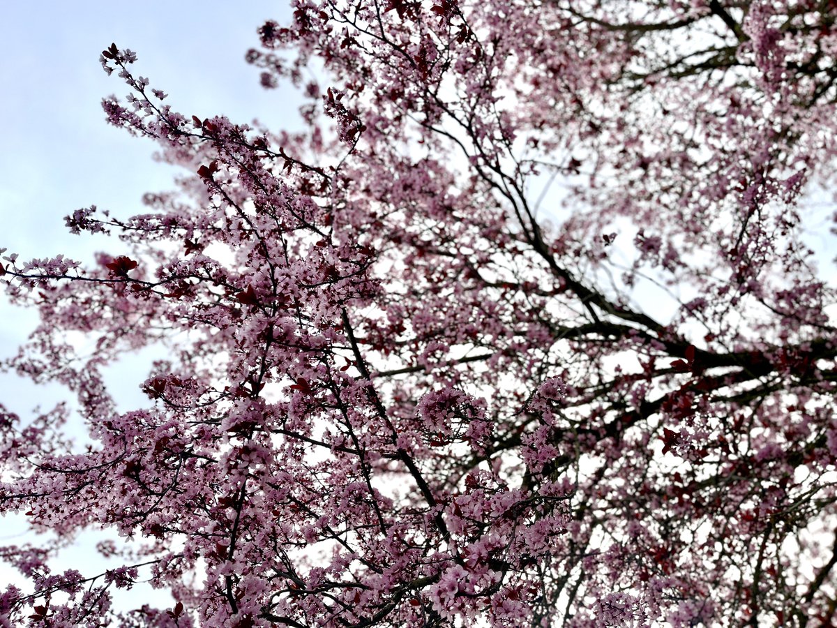 Foundation for Food & Agriculture Research (FFAR) tweet media