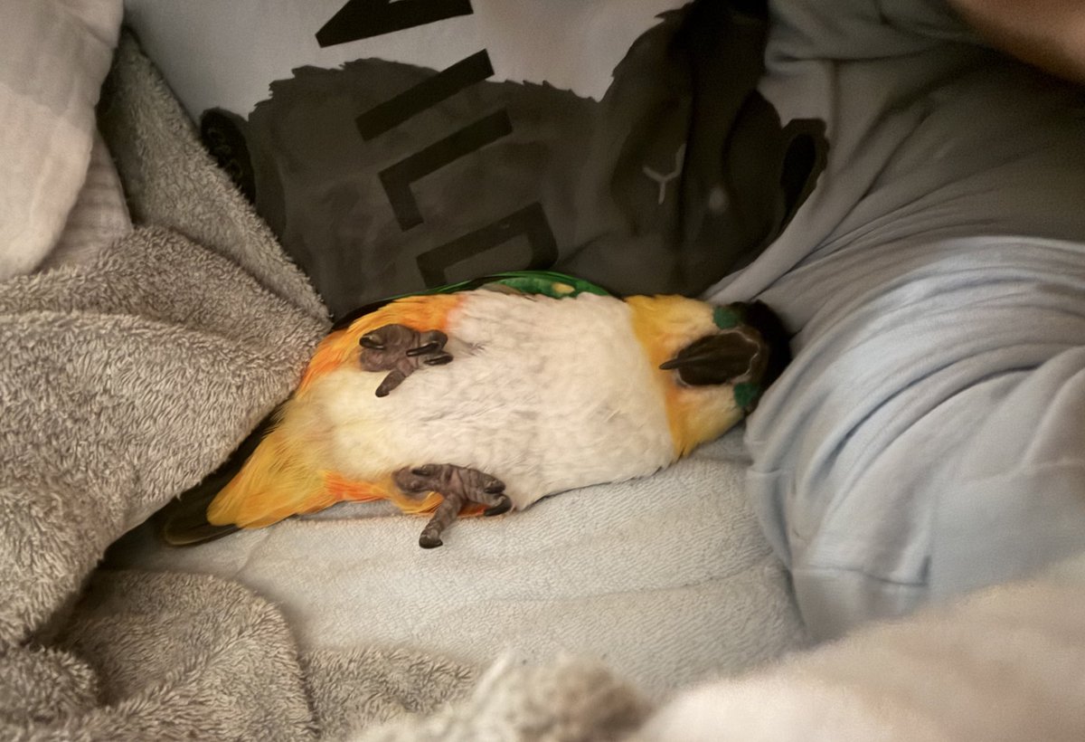 よもぎの嫁ちゃん tweet media