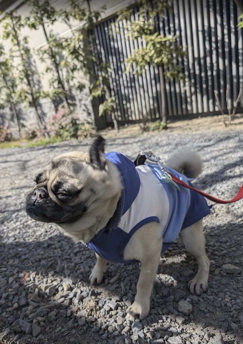 #pugdrill
