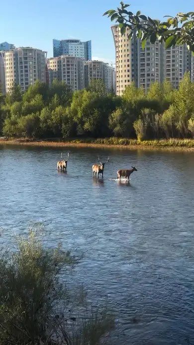 ganuuhs's tweet photo. Монгол Улсын Ерөнхийлөгч @UKhurelsukh та НҮБ-ын индрээс хэлсэн үг, ярьсан бодлогынхоо эсрэг биш л байгаа бол энэ үйлдлийг даруй таслан зогсоож #Туул_голын эко систем алдагдах аюулыг зогсоож өгнө үү..🆘❌‼️ https://t.co/WmoDl6ptMA