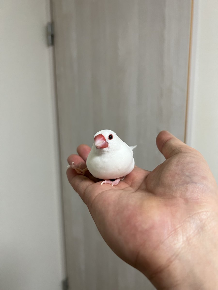 7nNxrg27PIUFCMS's tweet photo. 10代で飼う生き物と、40代で飼う生き物は時間の感じ方が違います。
同じ5年でも10代は「ずいぶん長く一緒にいるねぇ☺️」なのに、40代は「うっそwwwもう5歳なの！？この前まで赤ちゃんだったじゃん😂」になります。
#文鳥 https://t.co/ywW87U7qZK