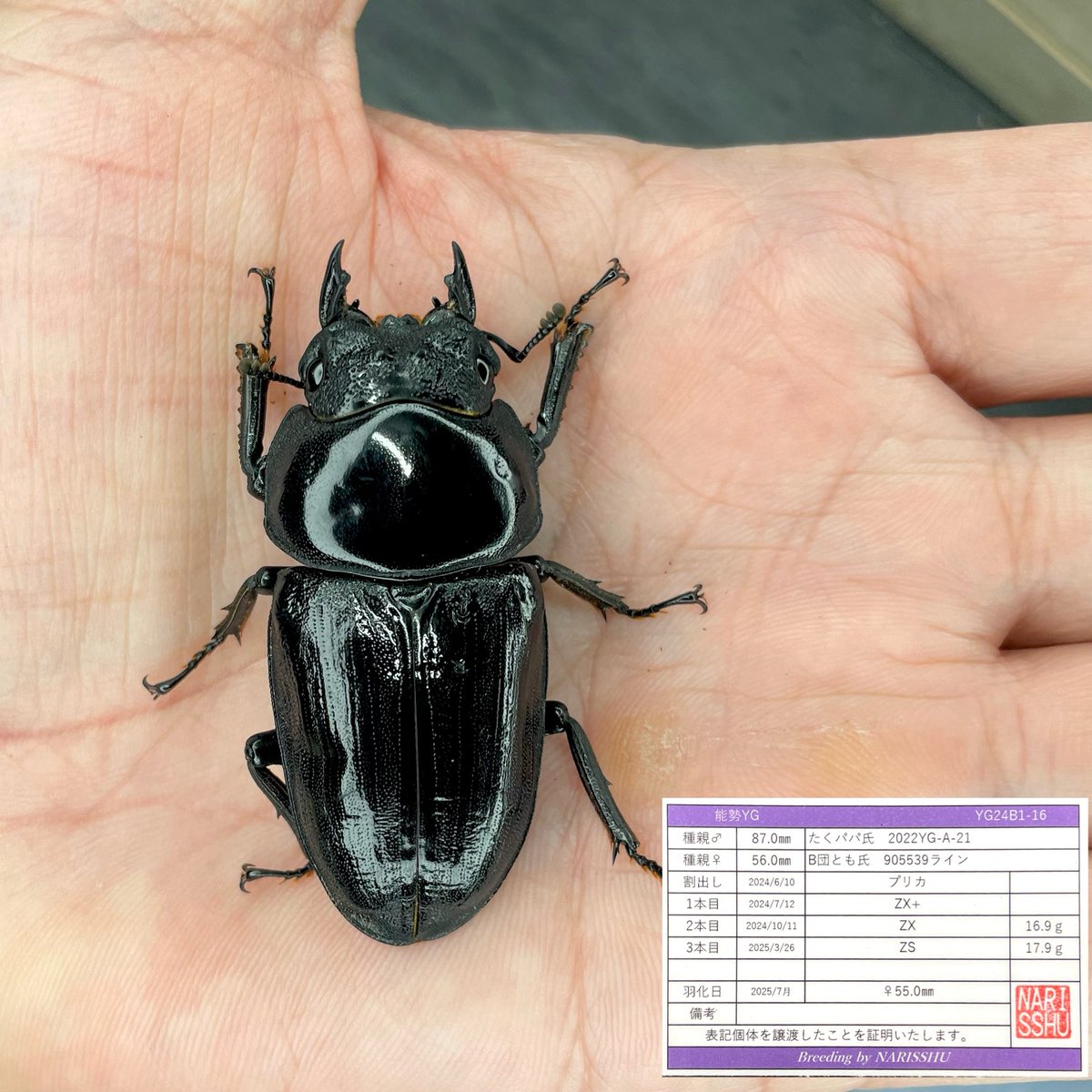 絶煩Blackazu tweet media