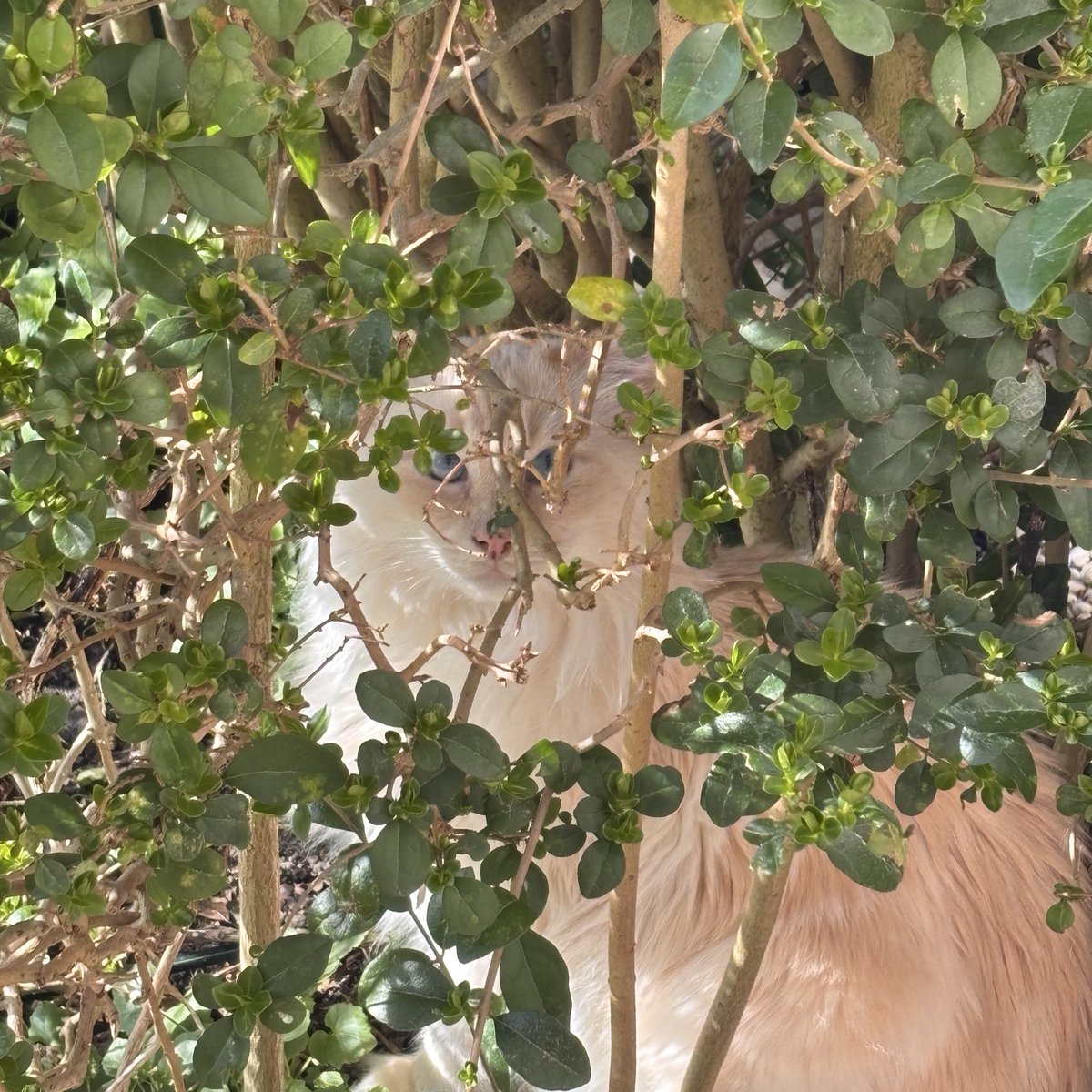 SignorDexter's tweet photo. Italian 🇮🇹 word of the day is… 

SIEPE! (‘Syehpay’) 

Sono dentro la siepe

I am inside the hedge! https://t.co/ARNiI5vKLH