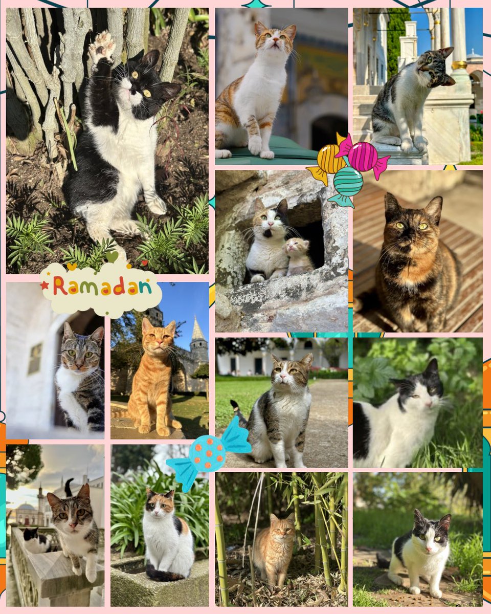 İyi bayramlar 🐾🍀🐈🐈‍⬛🍬🐾