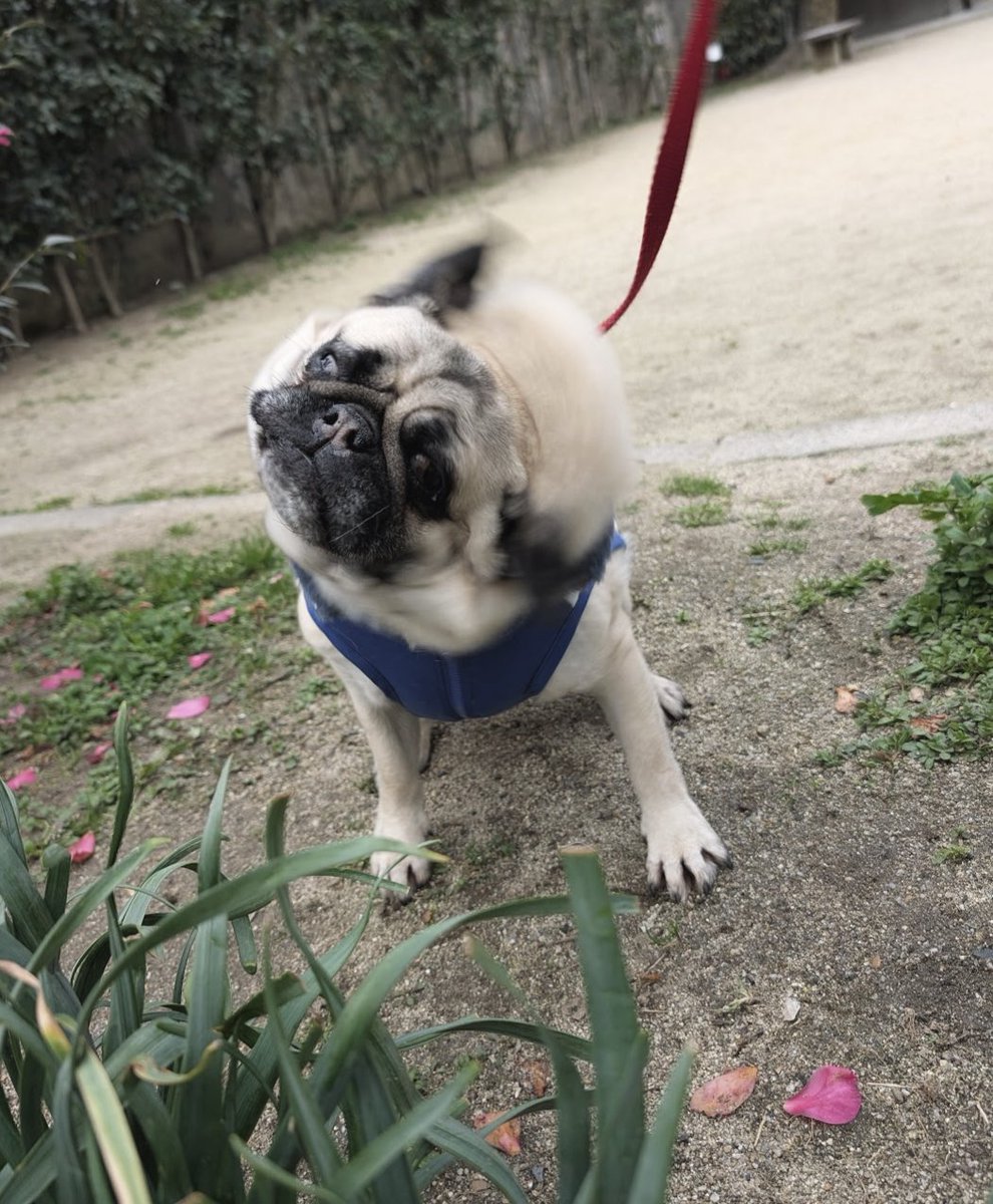 #pugdrill