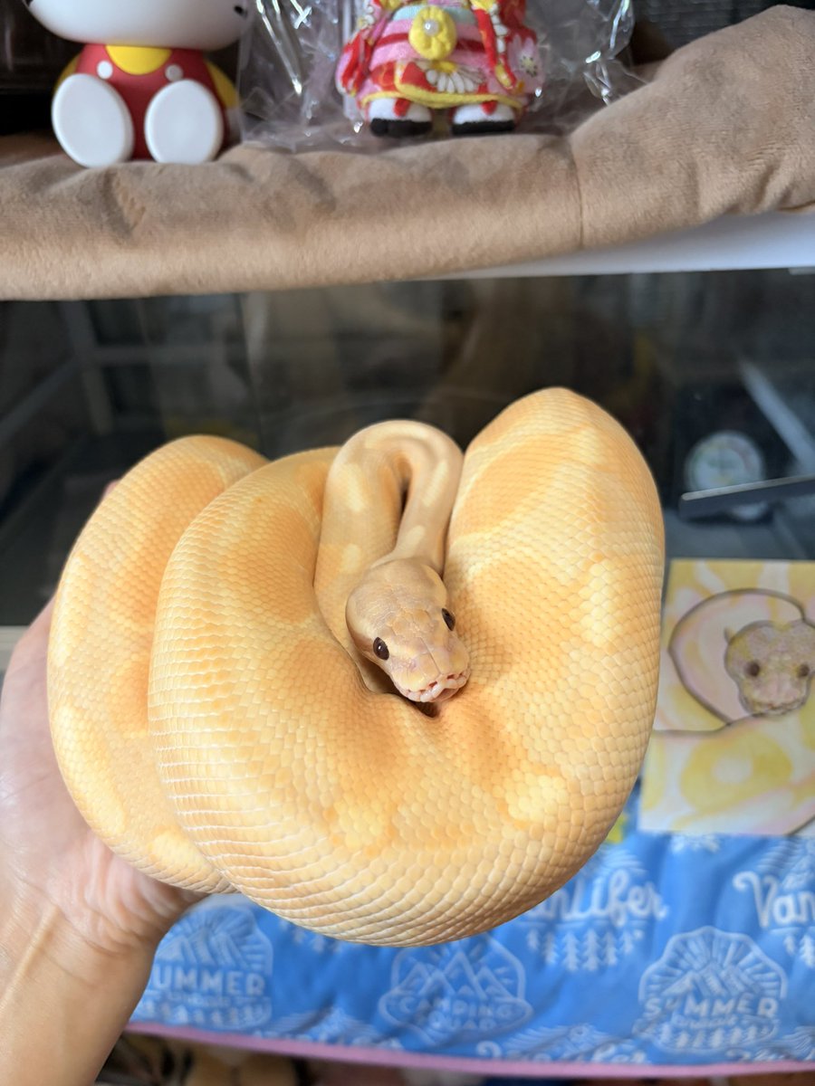 ⭐️藍🌙理☀️ tweet media