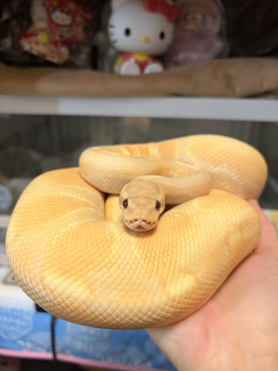 ⭐️藍🌙理☀️ tweet media