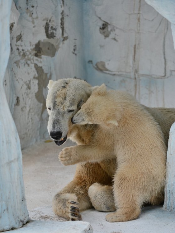 浜松市動物園で暮らしたホッキョクグマ、バフィン
とはいえバフィンさんには天王寺で何度かしか会ったことはなく、その時ならばモモを一生懸命に育てていた姿ばかりの思い出だけに
この写真の時からだいたい10年
優しい優しいお母さんに見えていた、それが自分の中のバフィンさん

今日はさようなら