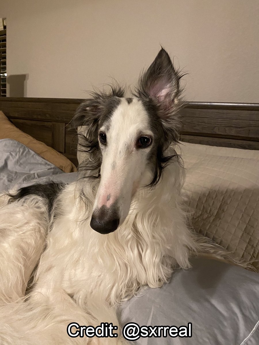 Borzoibot tweet media