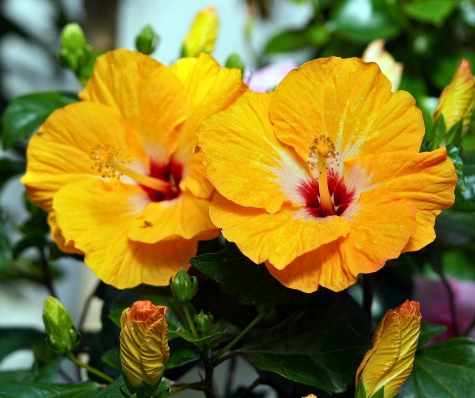 Keys Energy Services tweet media