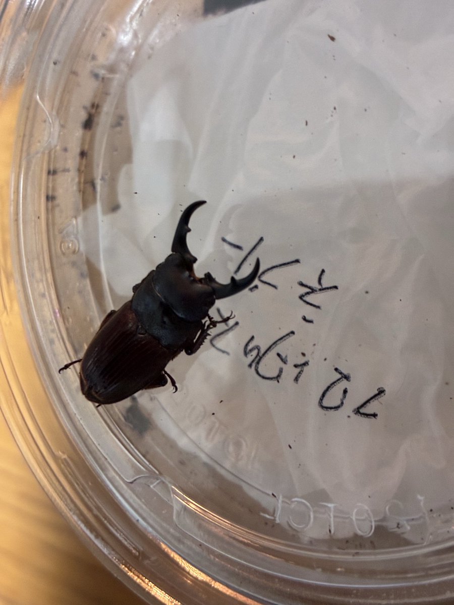 BeetRouter's tweet photo. フロンタリスネブト？羽化！
サイズはちっちゃめですが、次の世代では大きくしたい所存 https://t.co/C8HZ0TtEI4
