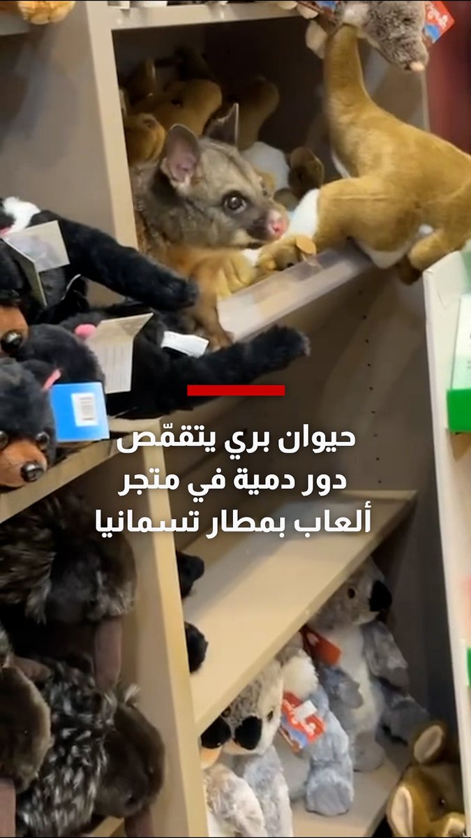 مشهد طريف رصدته الكاميرا لحيوان بري تقمّص دور دمية في متجر للهدايا بمطار تسمانيا 