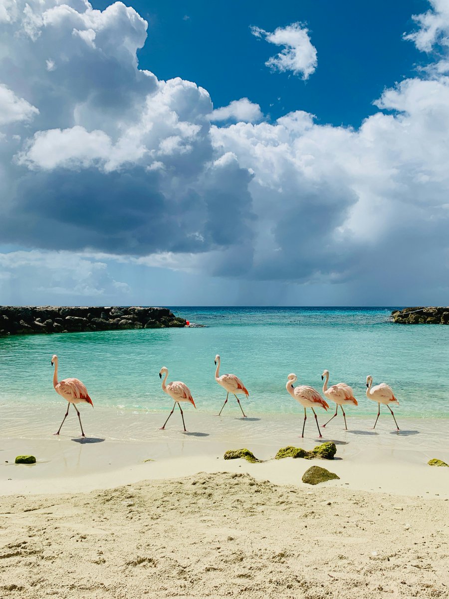 TravelTomorrowX's tweet photo. Nature moving in its own rhythm 🦩
📍 Palm Island, Aruba
📸 Vera Wijermars | Feathering on Unsplash
#Aruba #flamingos #paradise #beach #PalmIsland #exploringtheglobe #beautifuldestinations https://t.co/w6N2w2zPdK