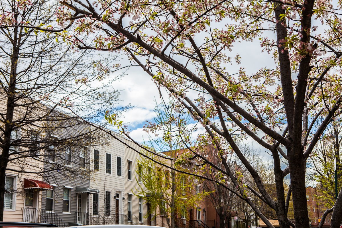 Trees New York tweet media