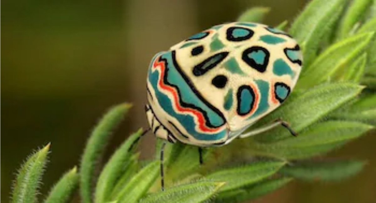 World's Amazing Things tweet media