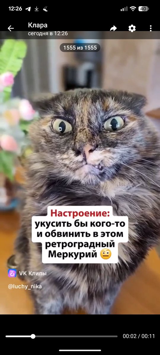 Кролик Таави tweet media