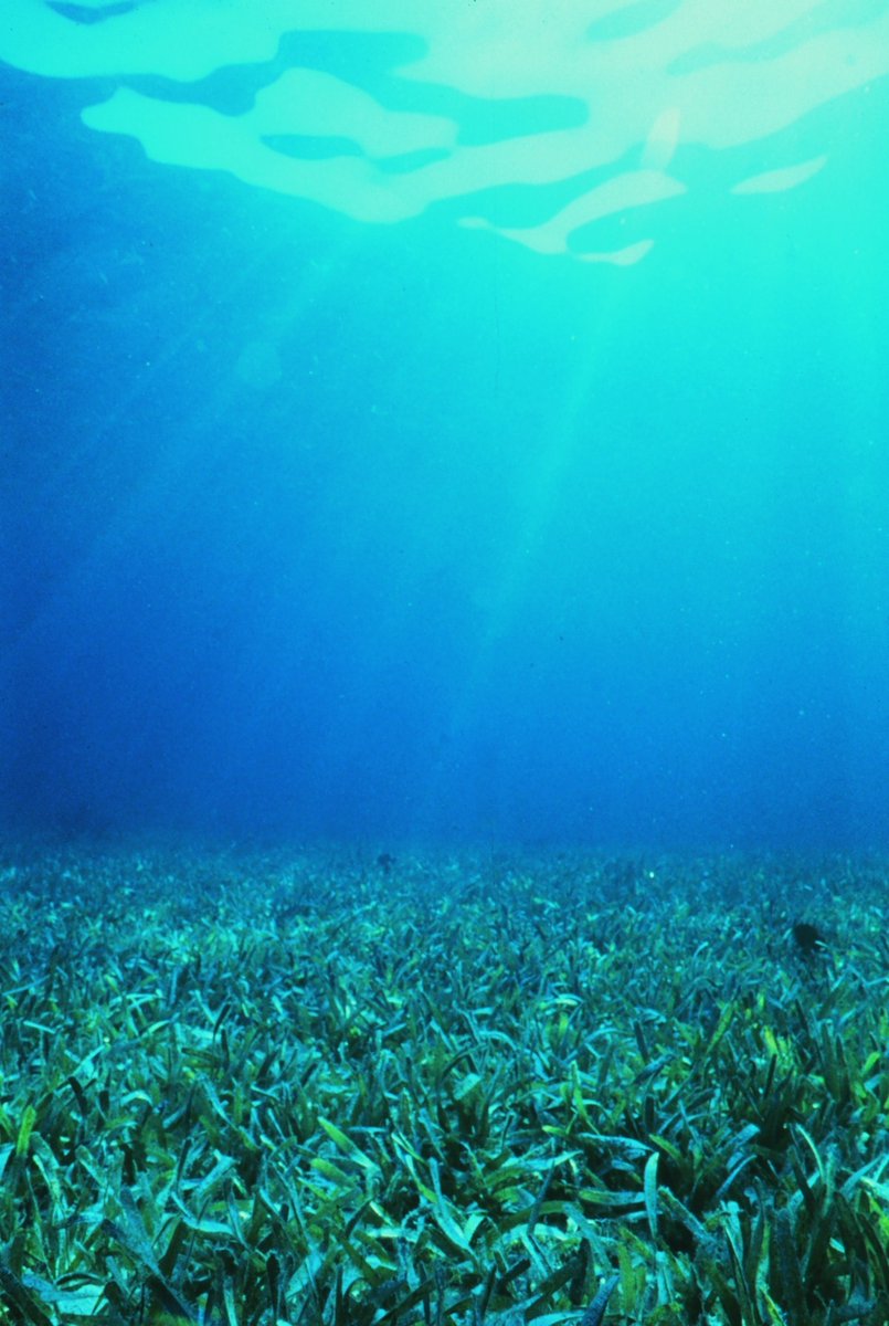 NOAA Florida Keys NMS tweet media