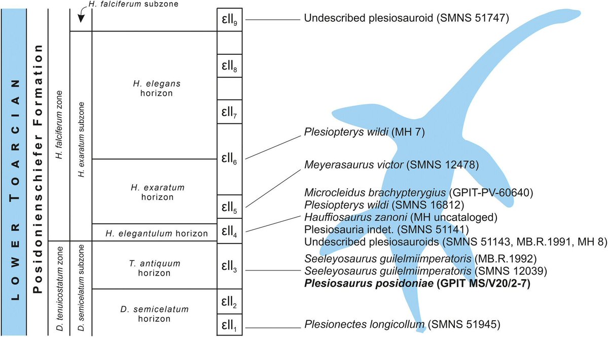 The Anatomical Record tweet media