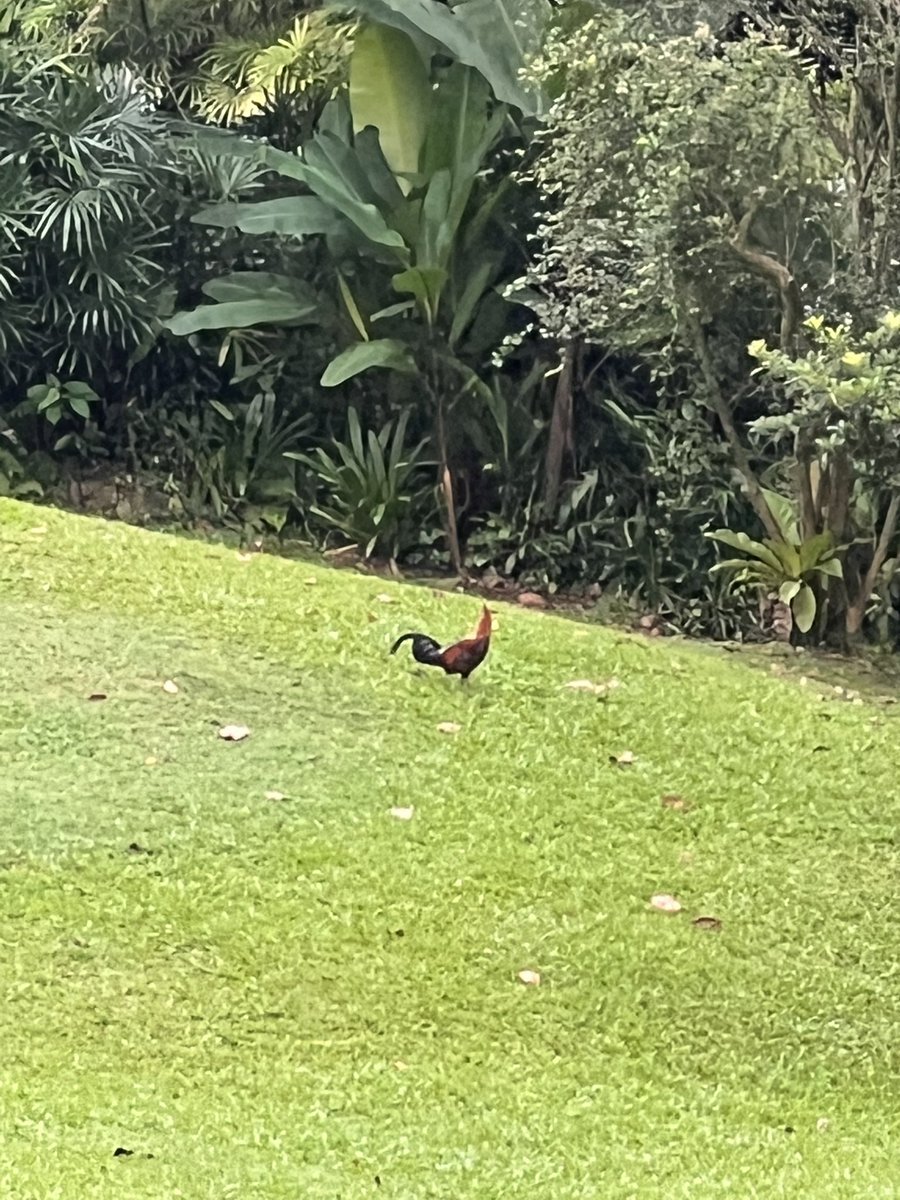 Goldie Huggy 🌈Amber, Pele tweet media