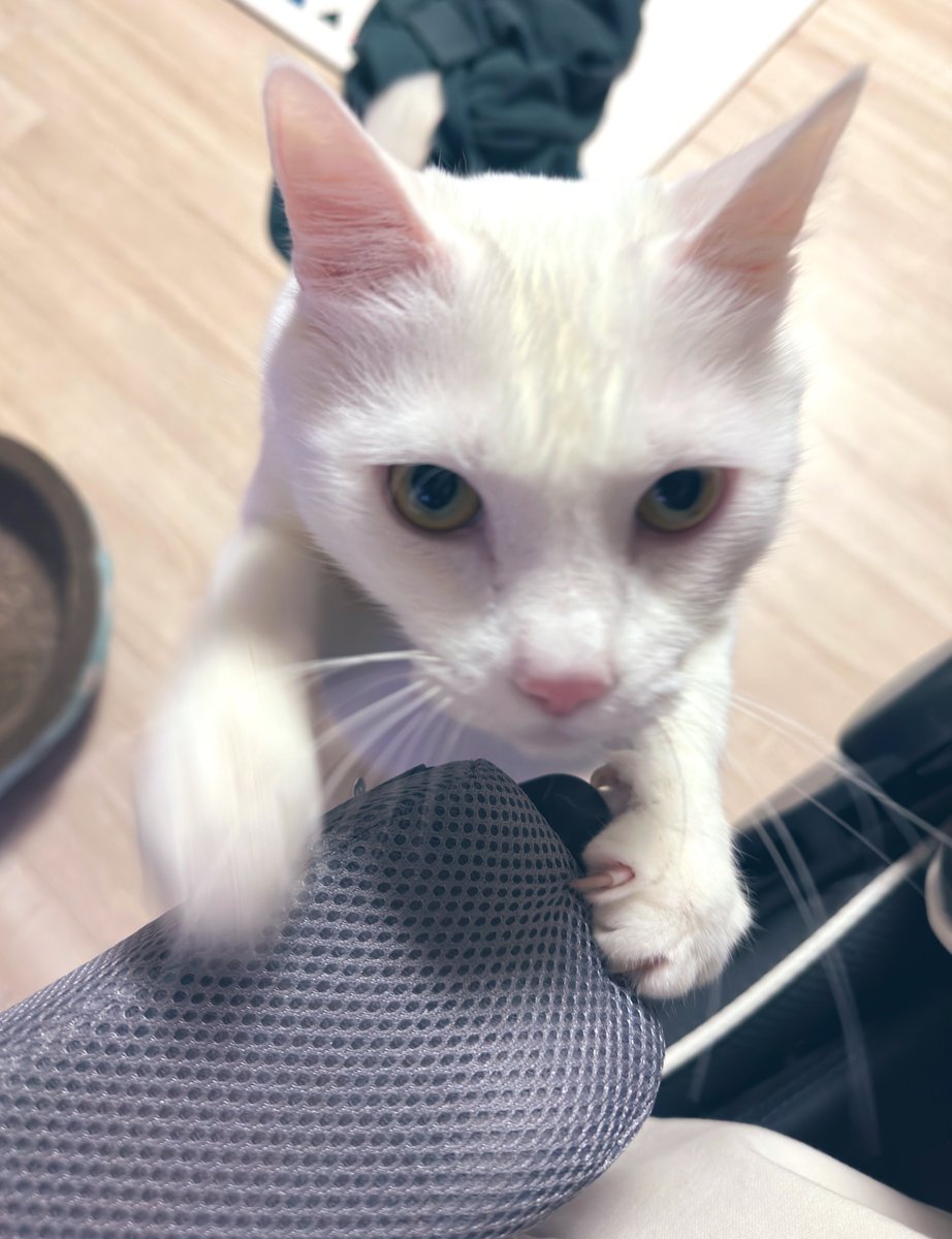 black file tweet media