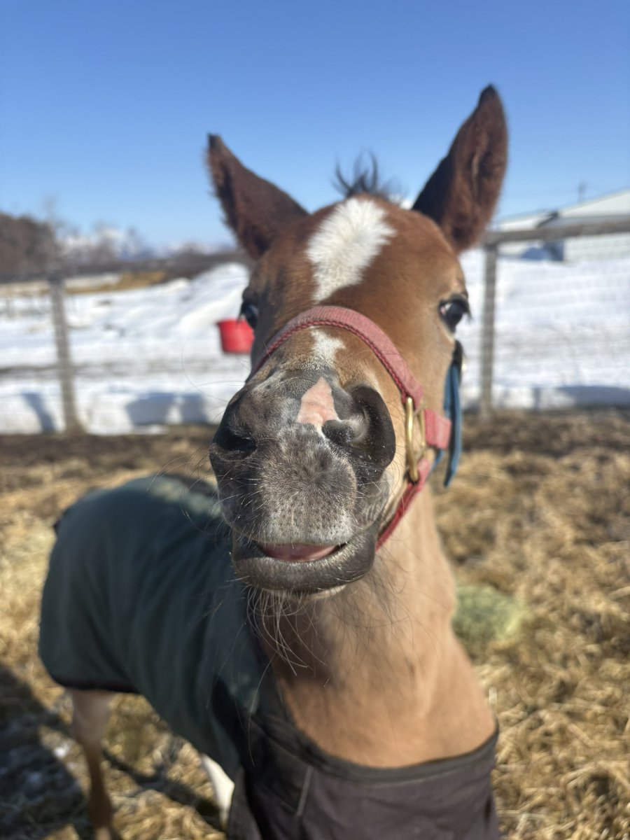 LakeVillaFarm tweet media