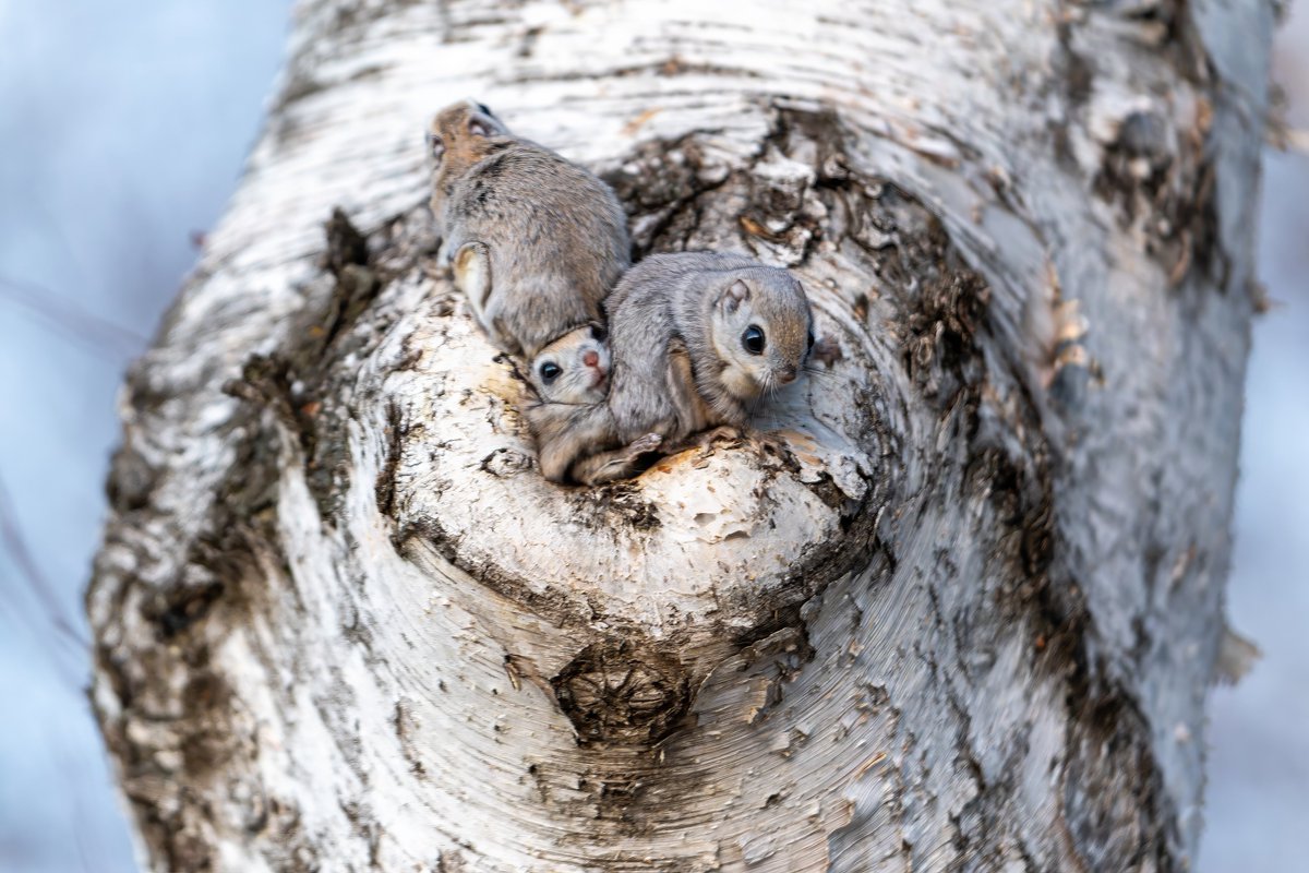 hirokirin_photography 可愛いモフモフを届ける人📸 tweet media