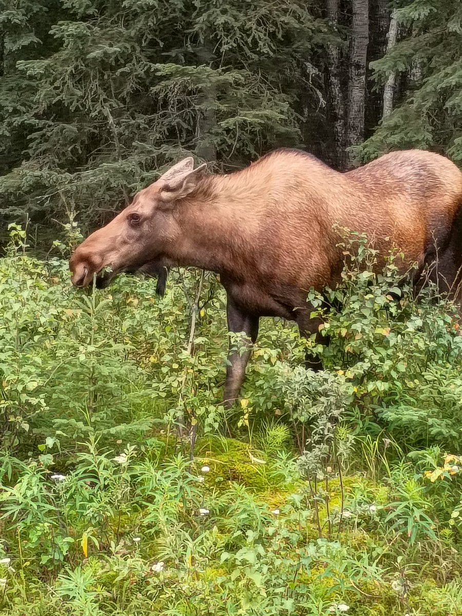 BuffaloRon tweet media