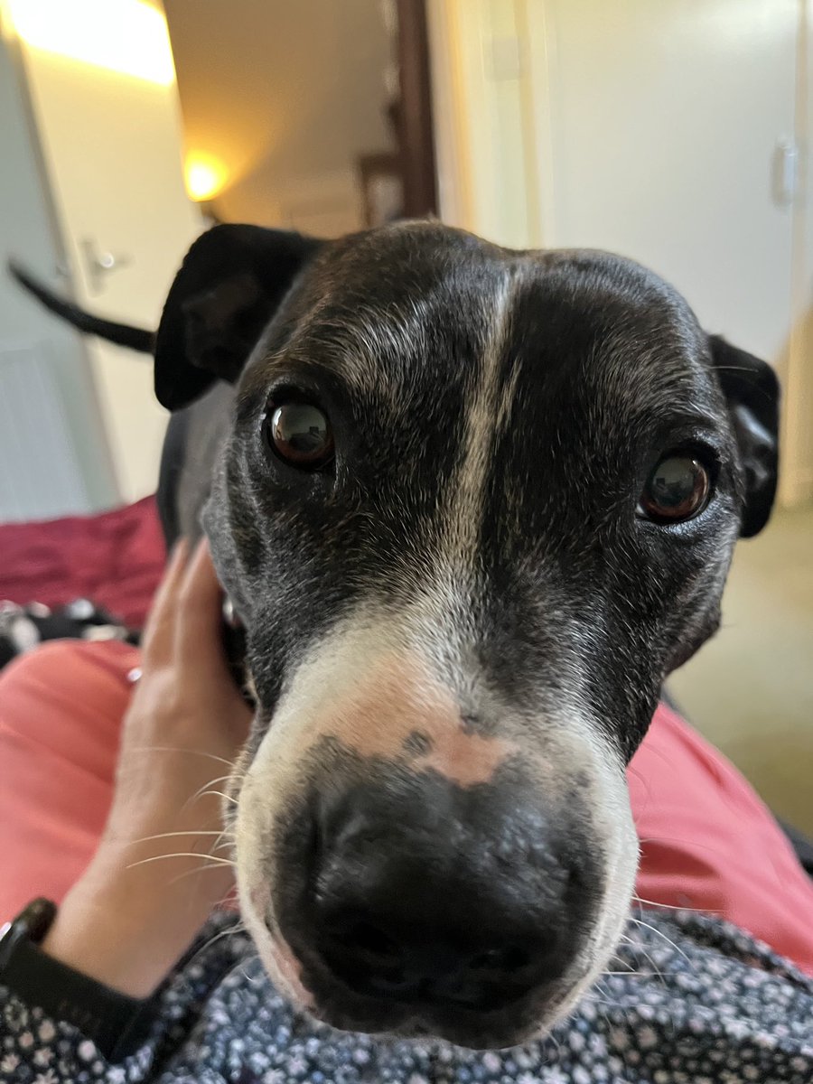 Bella, Rio & 🌈 Rose tweet media