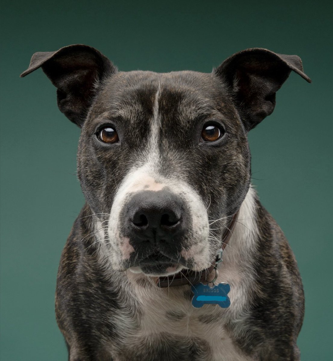 Bella, Rio & 🌈 Rose tweet media