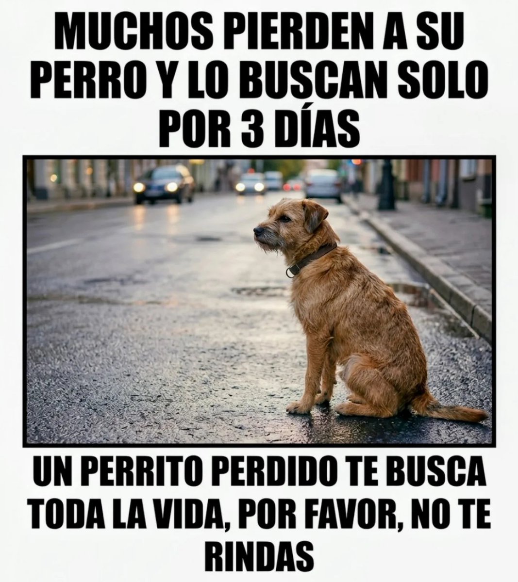 Más Ciencia tweet media