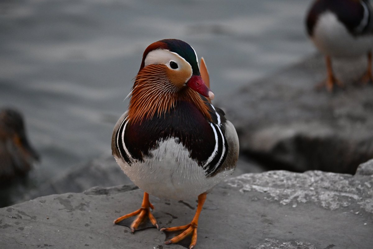 青金石 tweet media