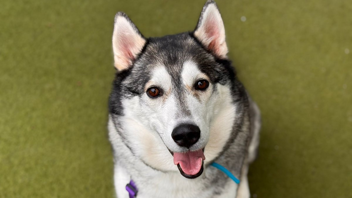 Battersea tweet media