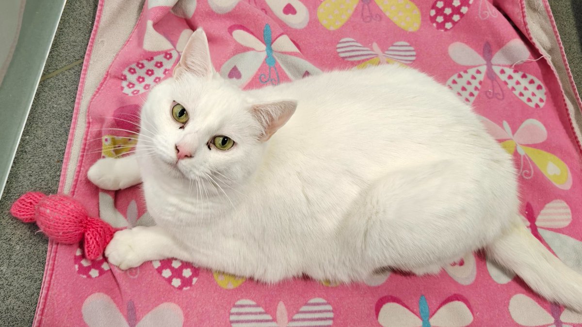 Battersea tweet media