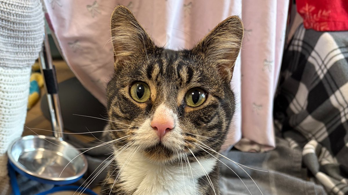 Battersea tweet media