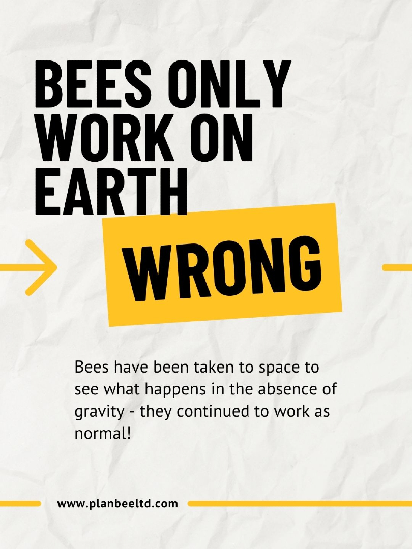 Plan Bee Ltd tweet media