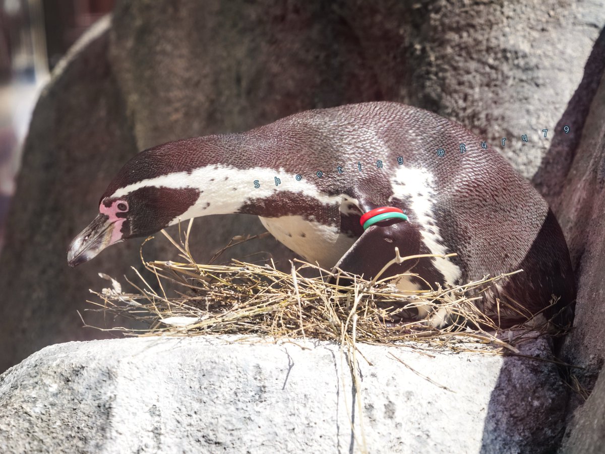 るるなっく tweet media