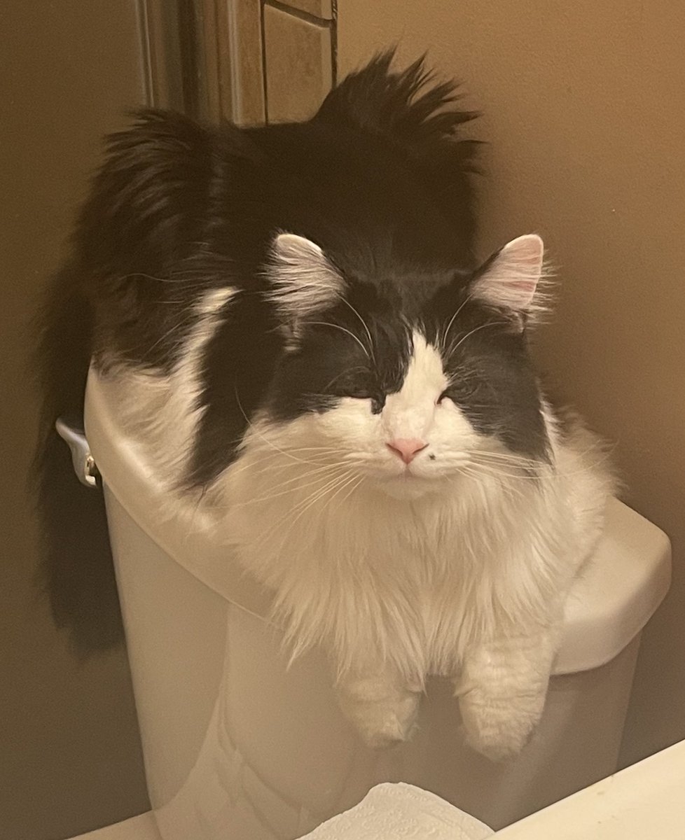 pepper 🌶️ & lugosi 🧛🏻‍♂️ tweet media