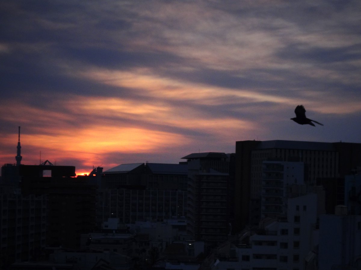 日食なつこ tweet media