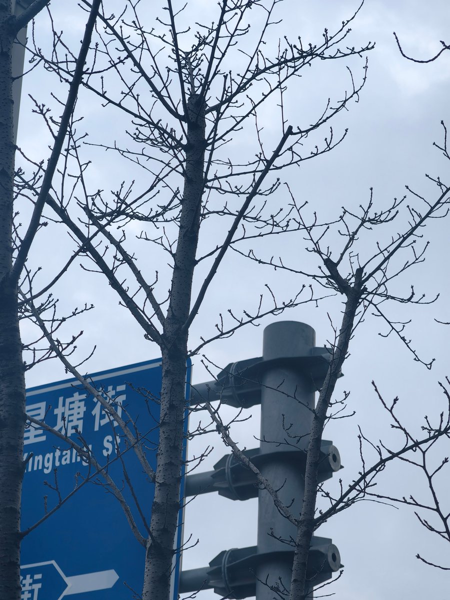 喵喵大王 tweet media