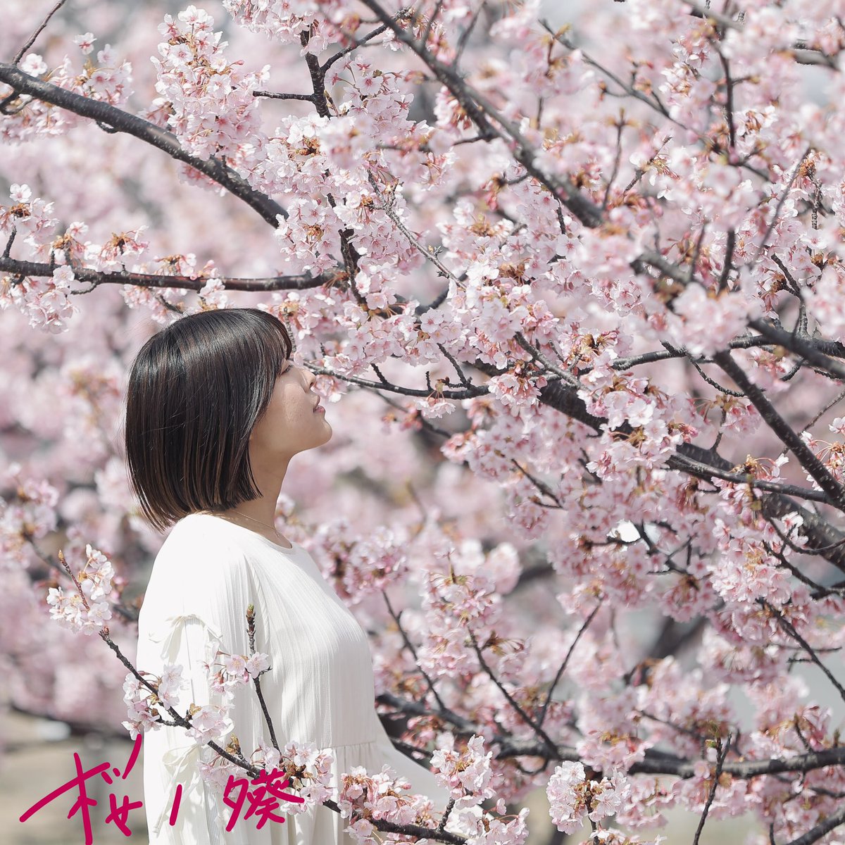 【お知らせ📢】

3/25 「桜」デジタルリリースします🌸
やったーーーー！！

春夏秋冬と私の春曲！
早く25日になれーー🫧

#夕葵 #桜 #春夏秋冬と私