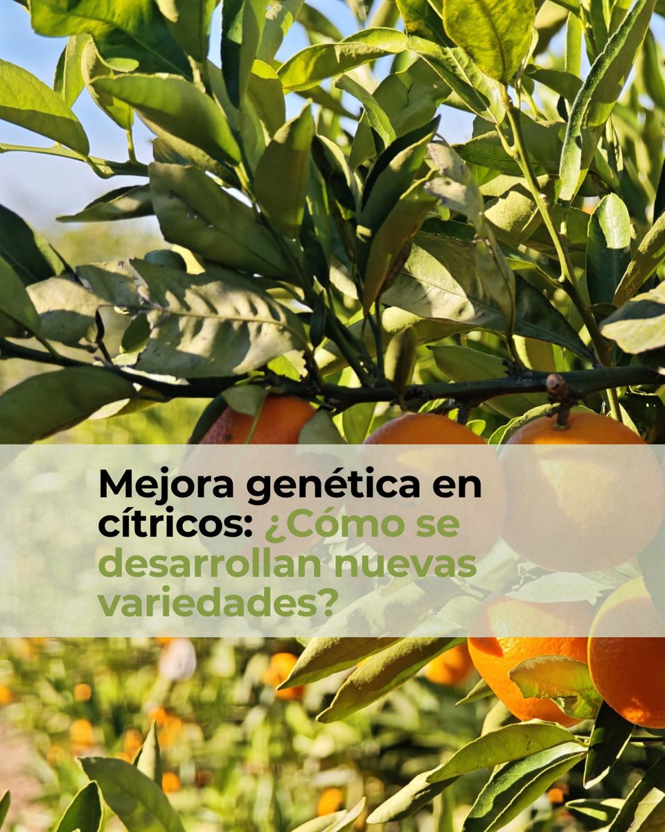 ValGenetics tweet media