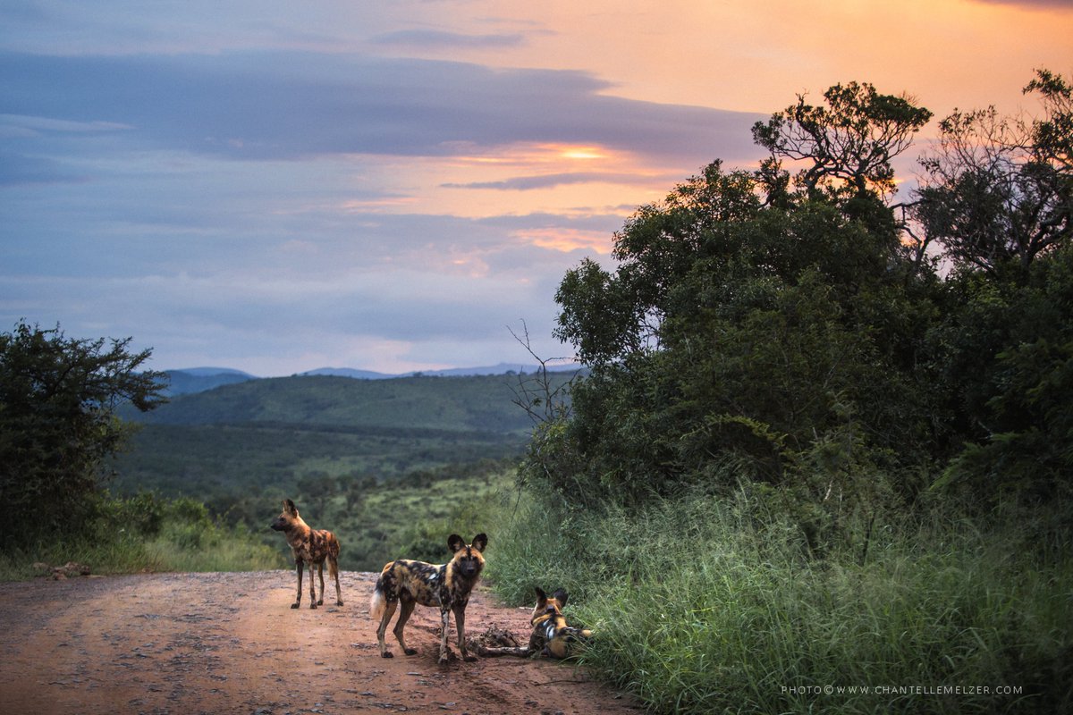 WildlifeACT tweet media