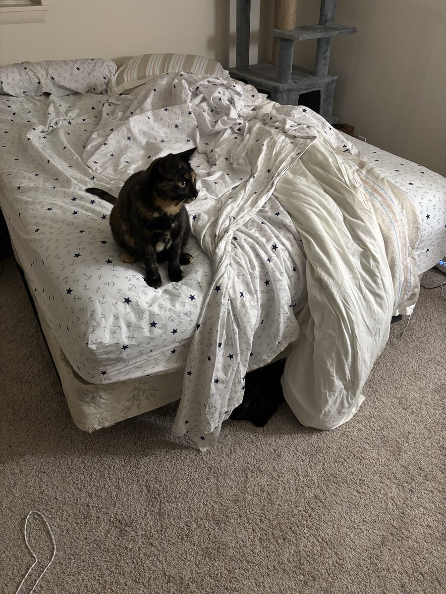 The Cat Senate tweet media