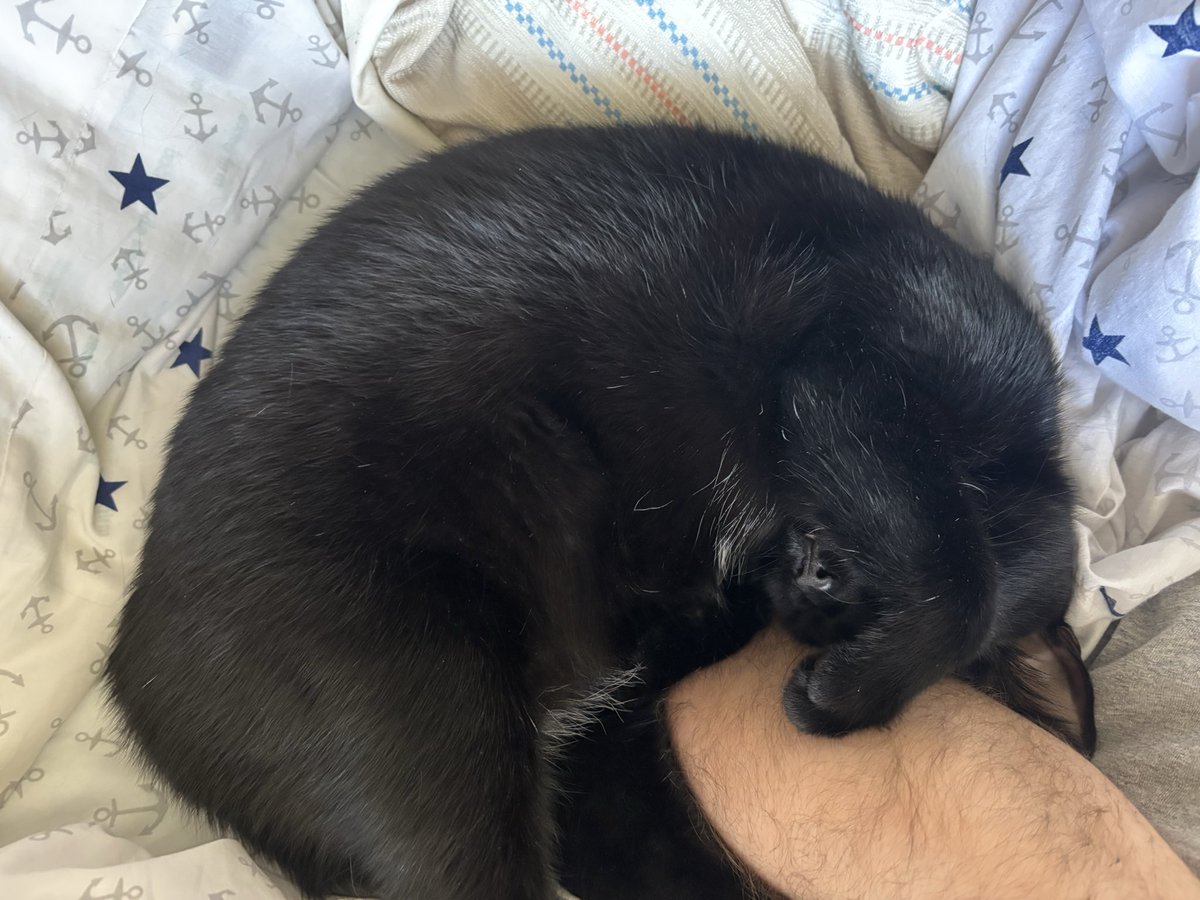 The Cat Senate tweet media