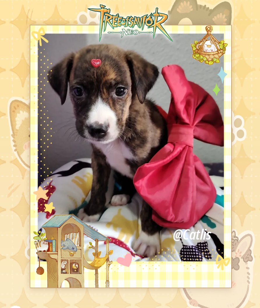 Tree of Savior: NEO tweet media