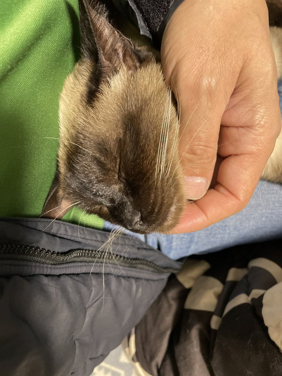 まるえ (marue) tweet media